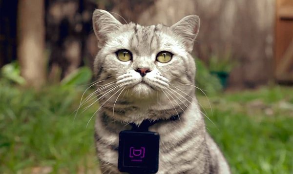 Catstacam-Whiskas